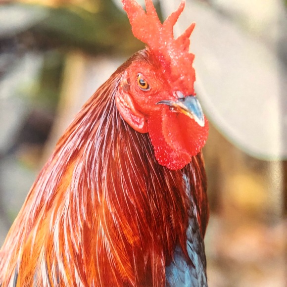 Cocks of Key West Coffee Table Book - Picture 12 of 16